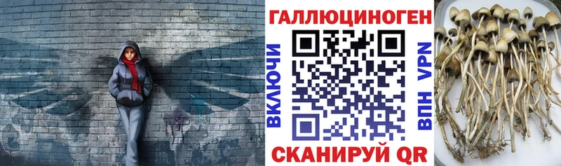 Купить  Славгород  Галлюциногенные грибы мицелий 